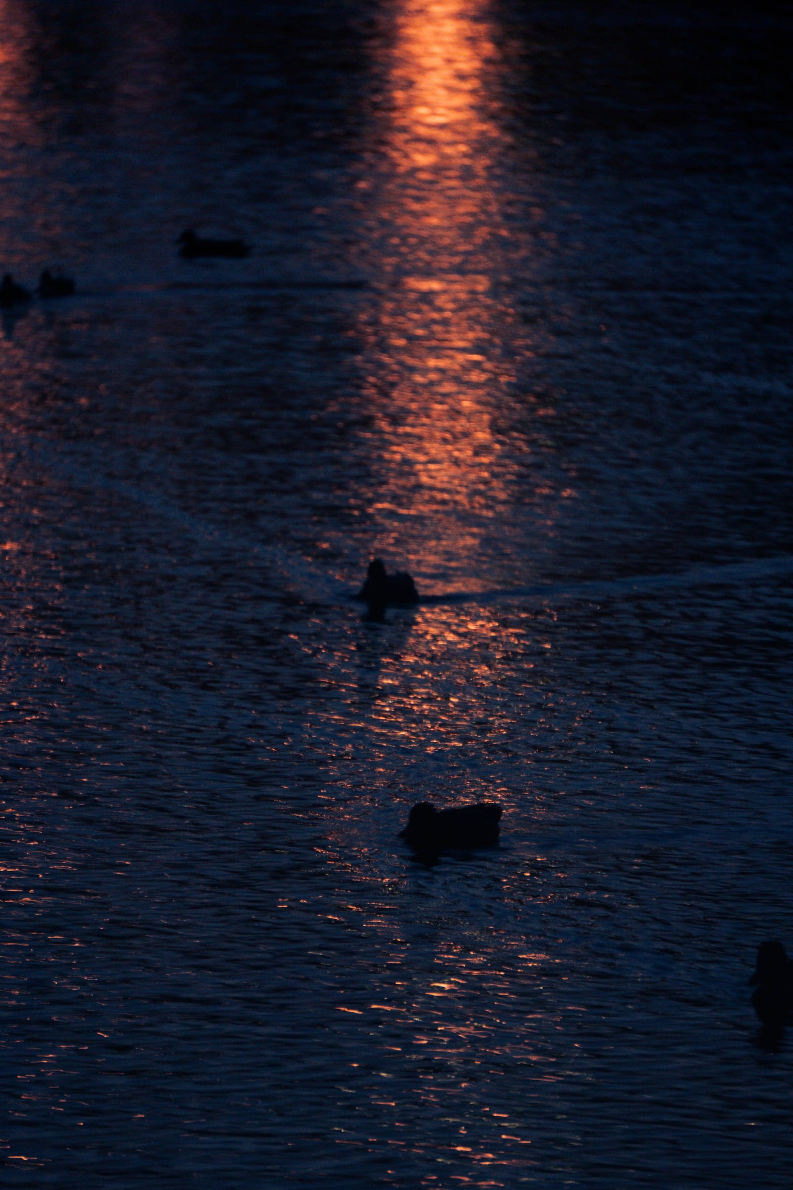 Ducks swimming through a column of orange reflected light on dark water.