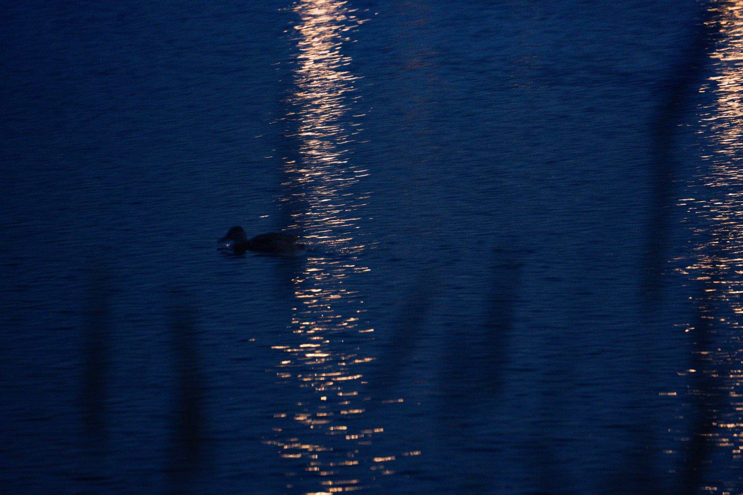 A single duck on deep blue water beside a trail of silver reflections.