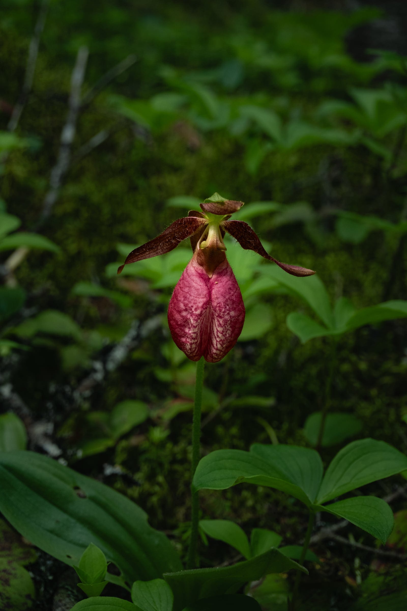 A pink lady’s slipper orchid standing alone among green leaves on the forest floor.