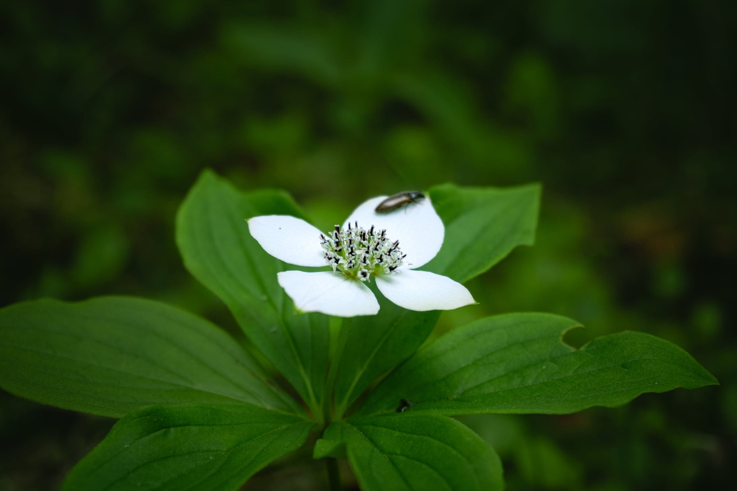 A single white bunchberry flower with a small insect at its centre, framed by broad green leaves.