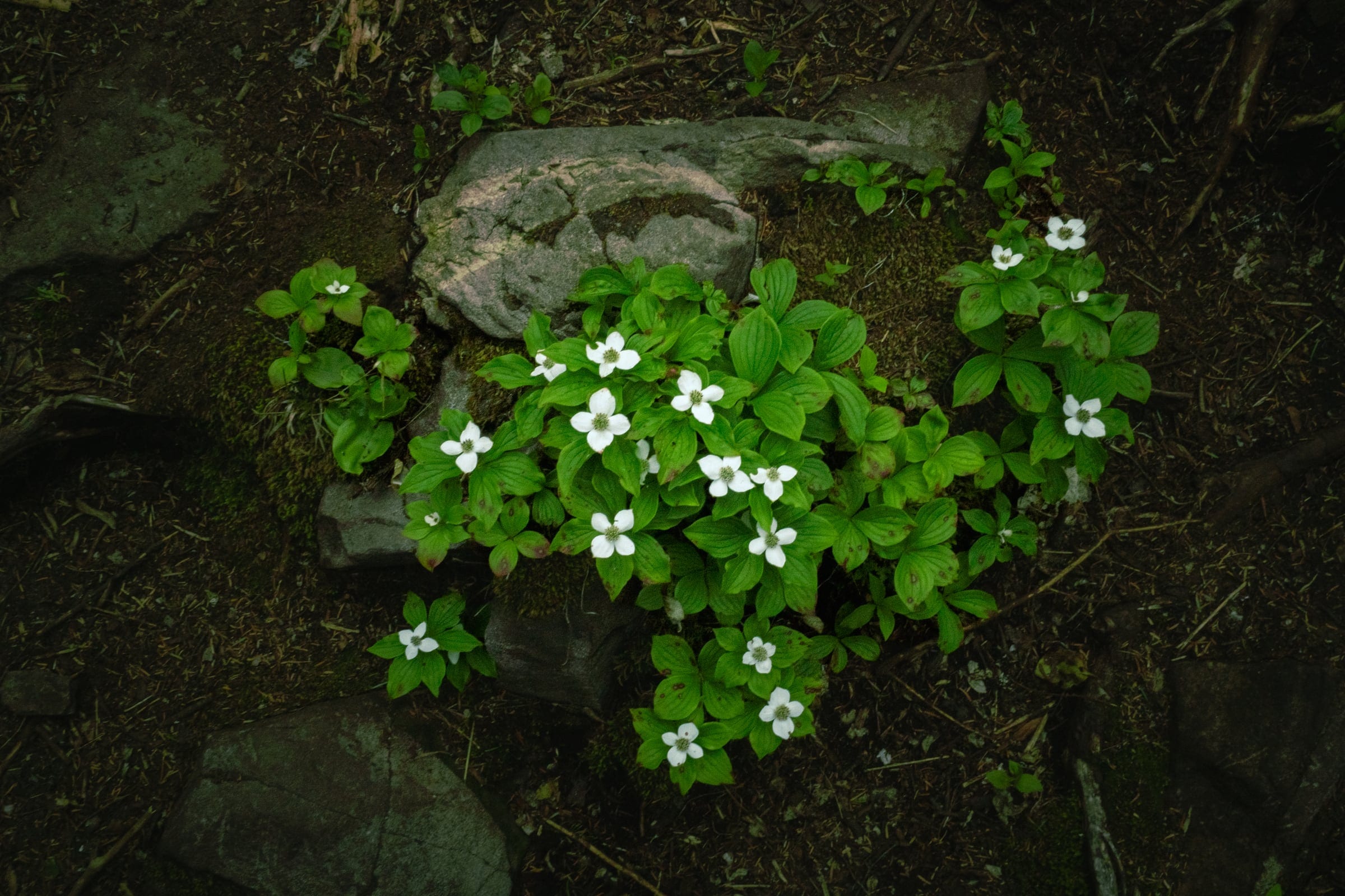 A cluster of white bunchberry flowers growing between grey rocks on dark soil.