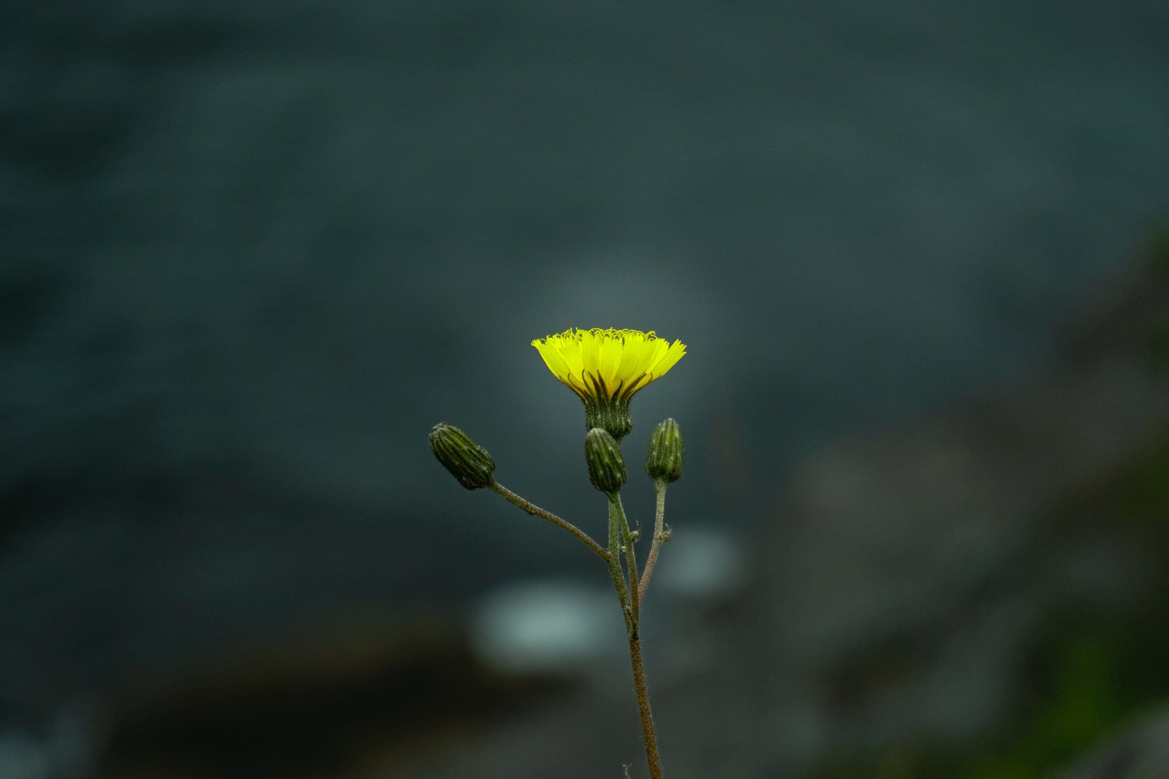 A single yellow hawkweed flower on a thin stem against a soft blue-grey background.