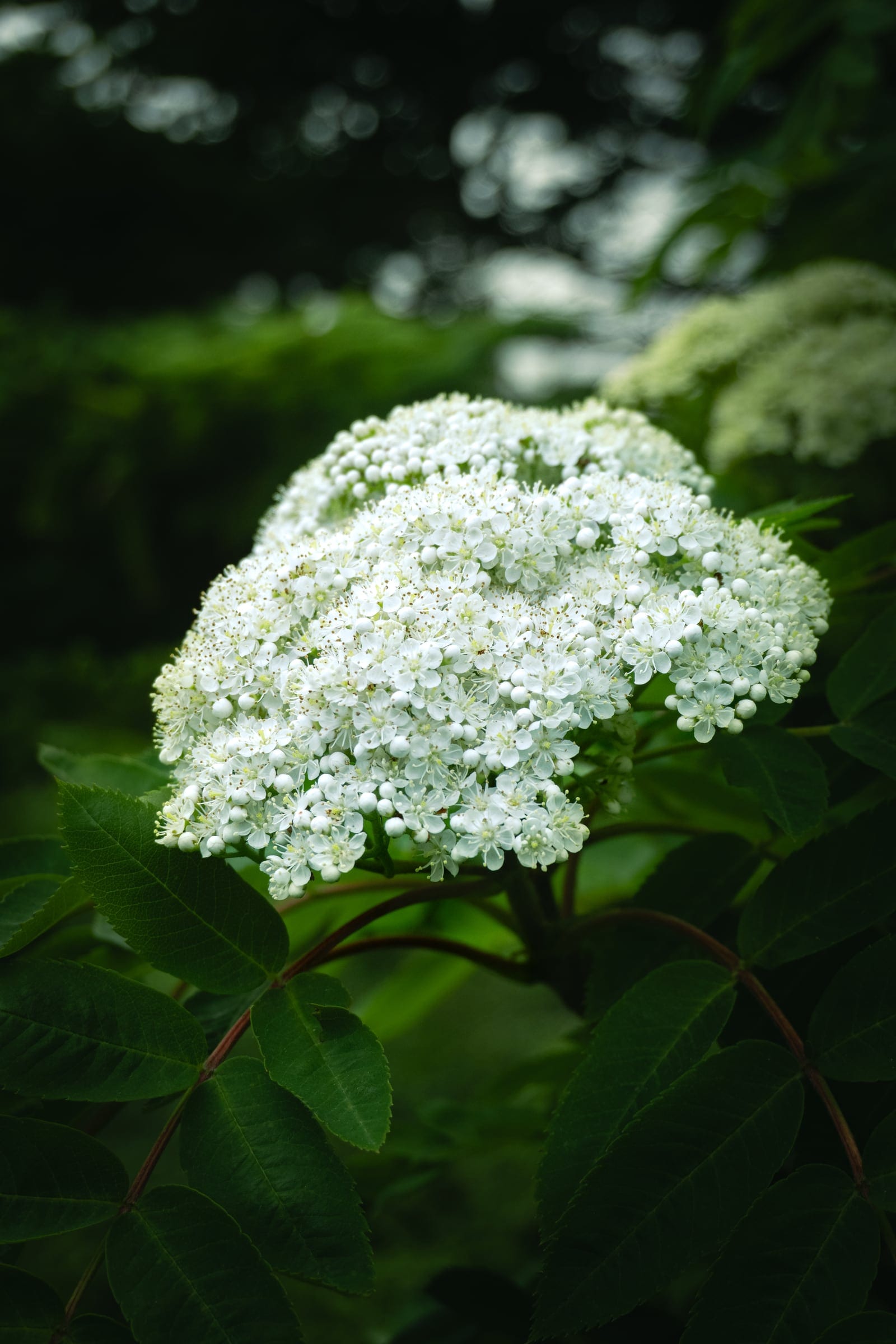 A dome of tiny white viburnum flowers above dark green leaves.