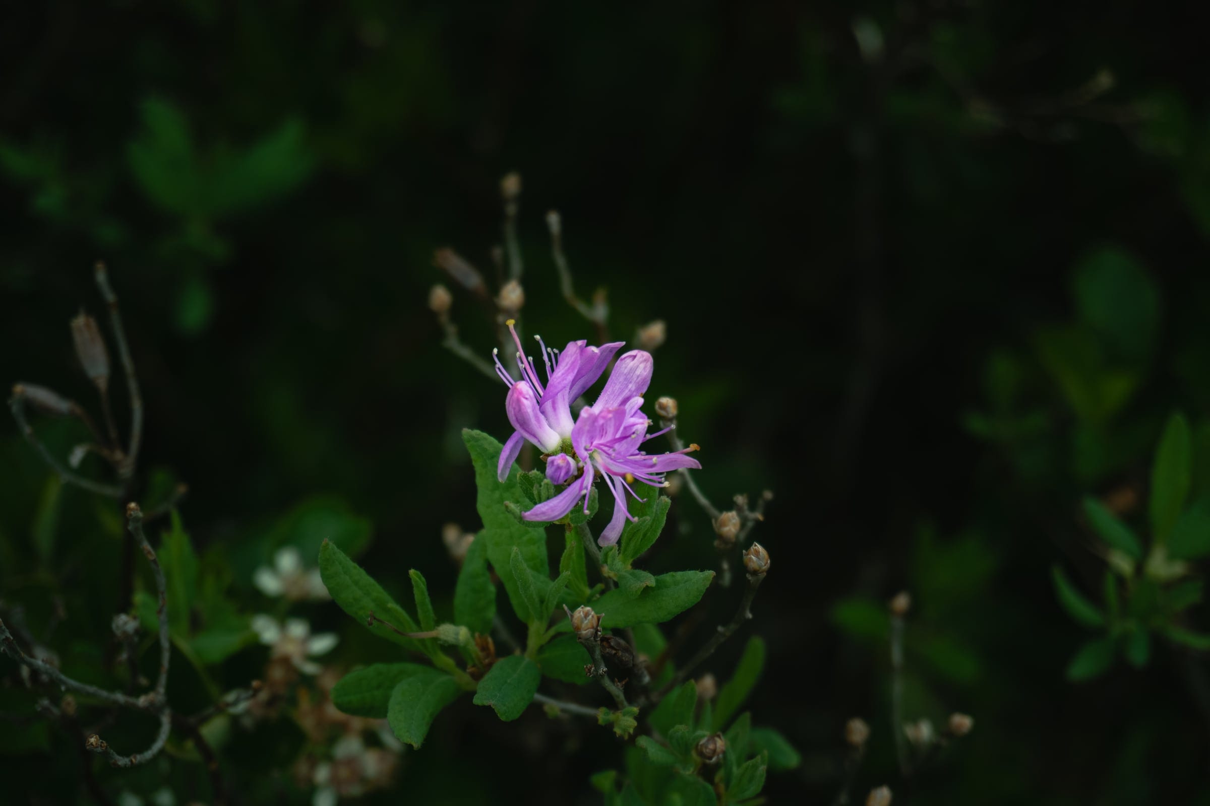 A purple rhodora blossom among dark shrubs and small white flowers.