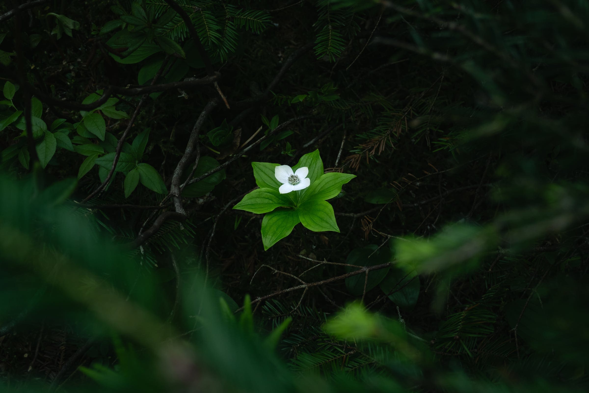 One small white bunchberry flower in deep green shade.