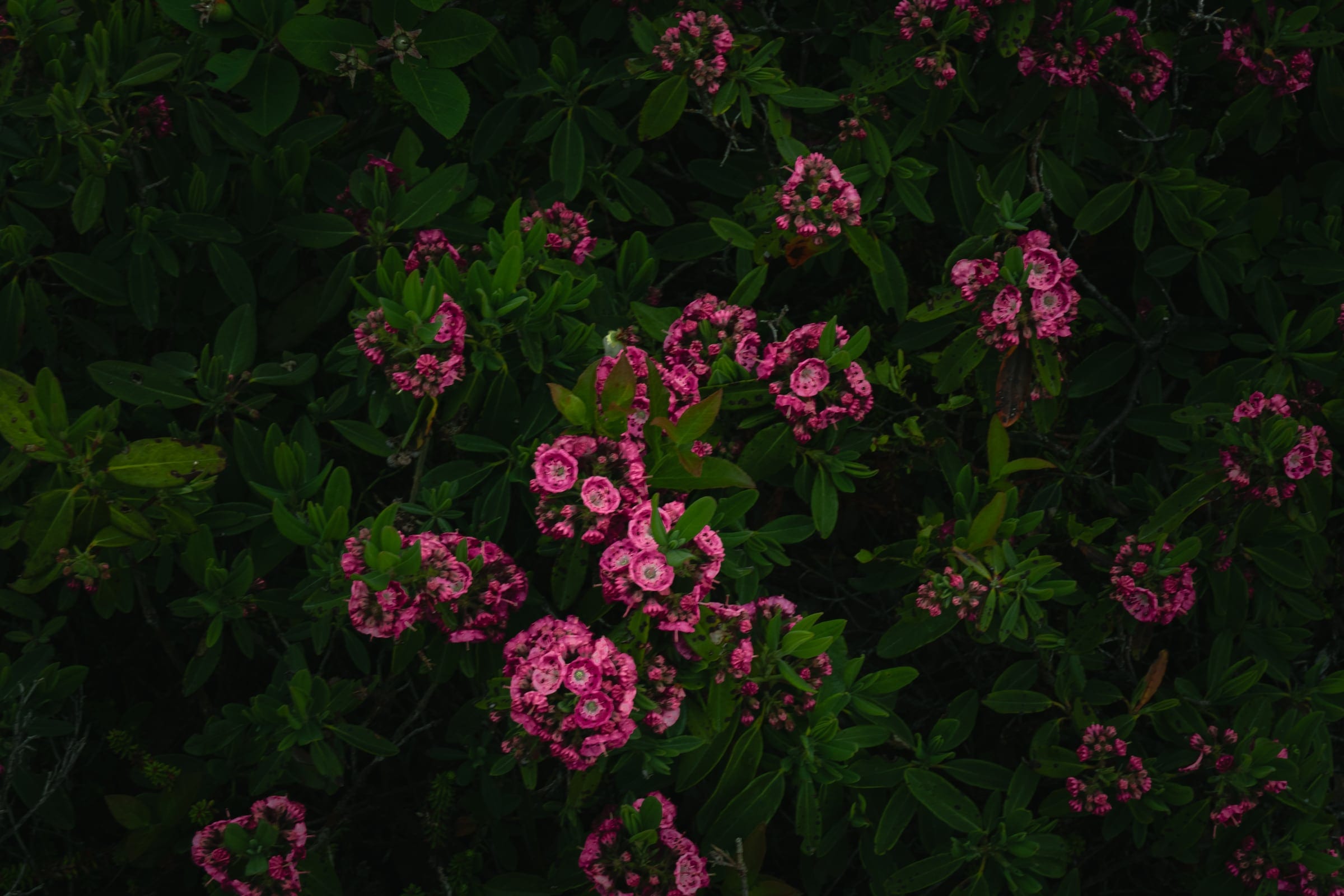 Clusters of deep pink sheep laurel flowers spread across a dark green shrub.
