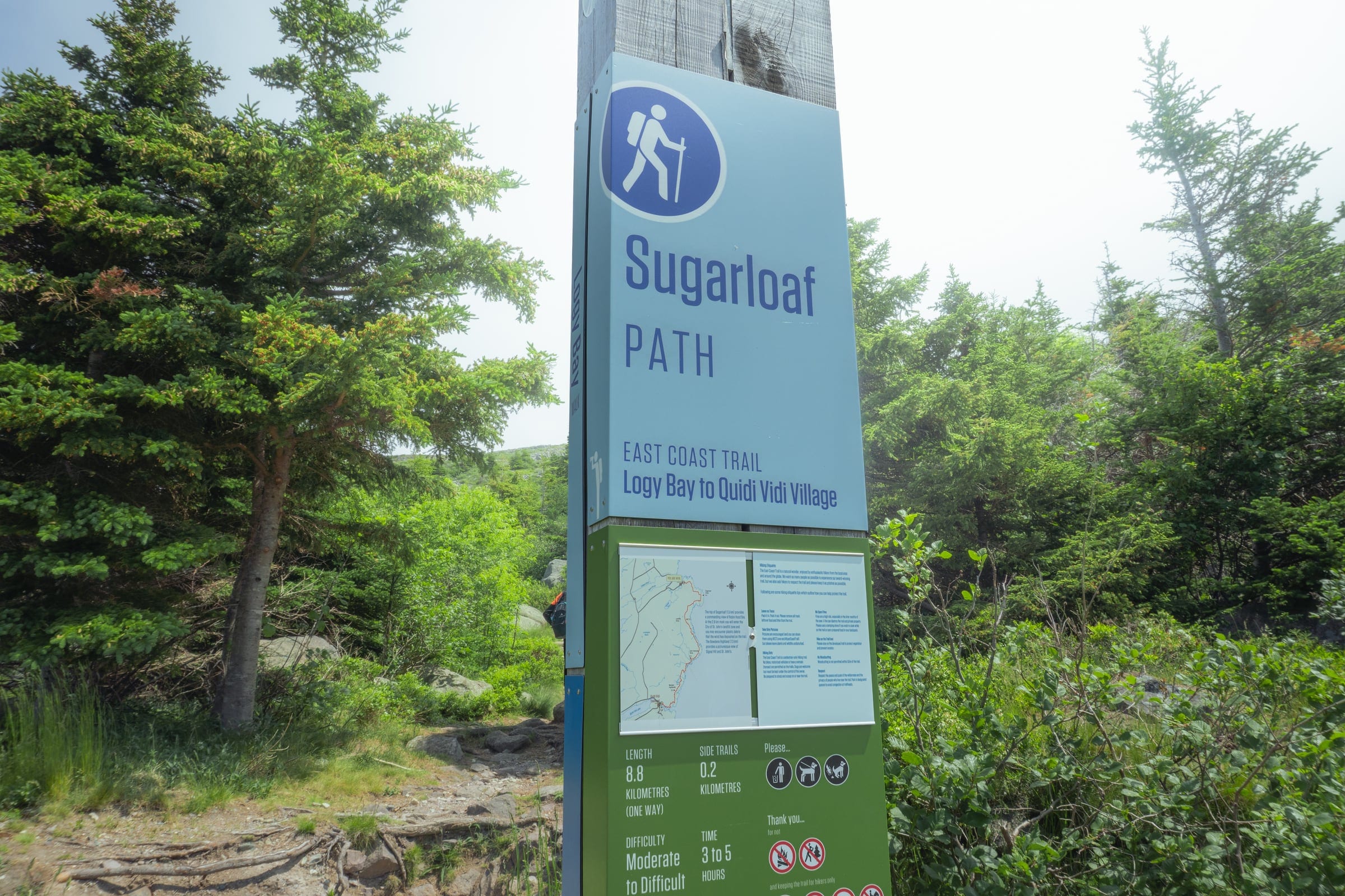 A blue Sugarloaf Path trail sign on a wooden post among spruce trees.