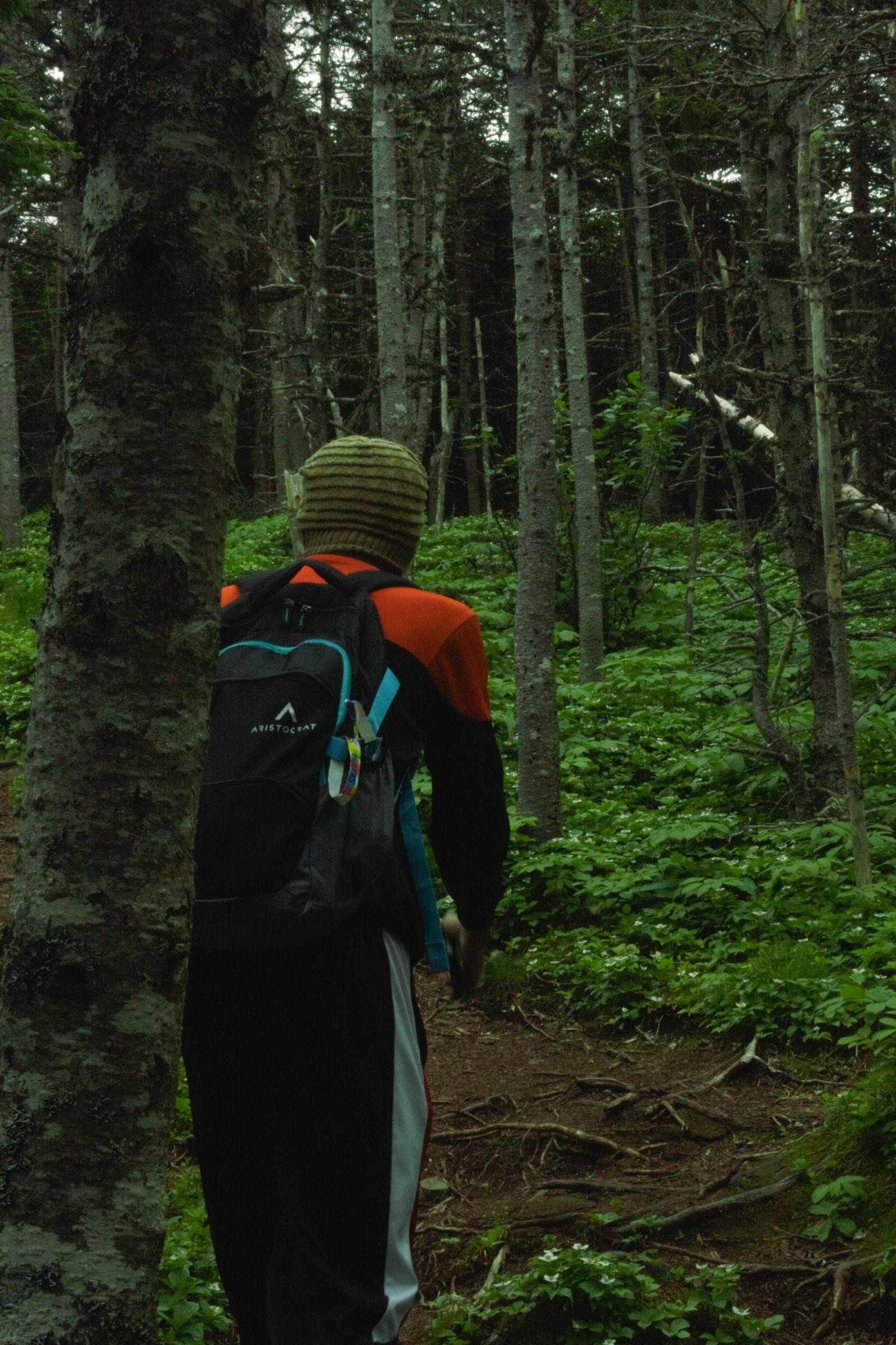 A hiker with a backpack walks away between thin spruce trunks on a forest path.