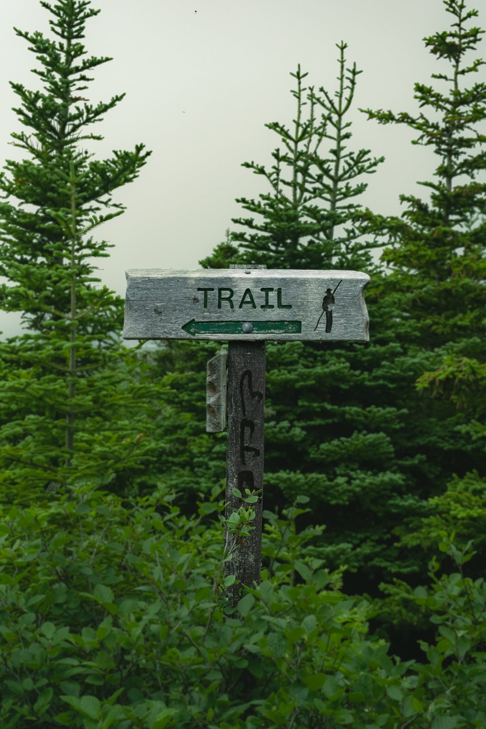 A weathered wooden trail sign with a green arrow, set among young fir trees against a white sky.