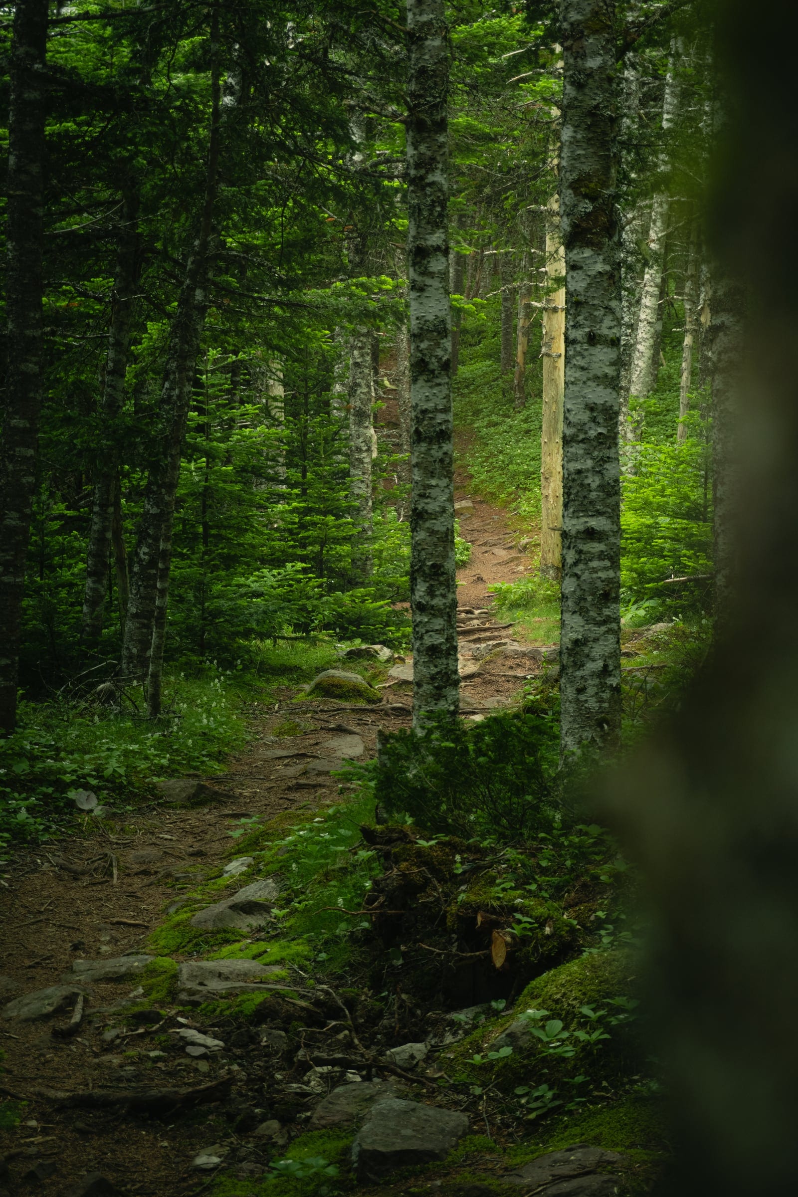 A narrow dirt path running through a green spruce forest, a blurred trunk in the foreground.