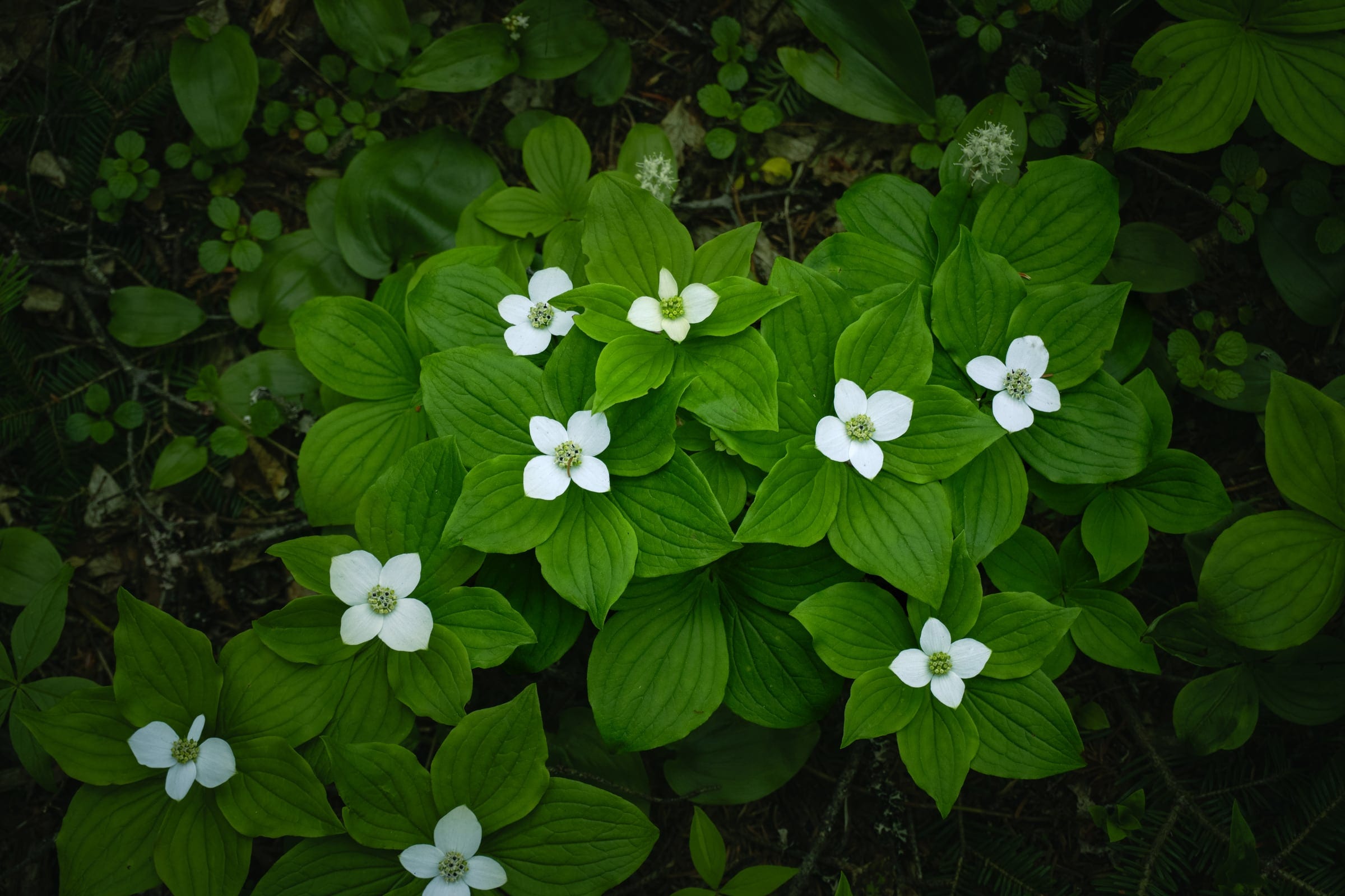 A dense carpet of green leaves scattered with white bunchberry flowers.