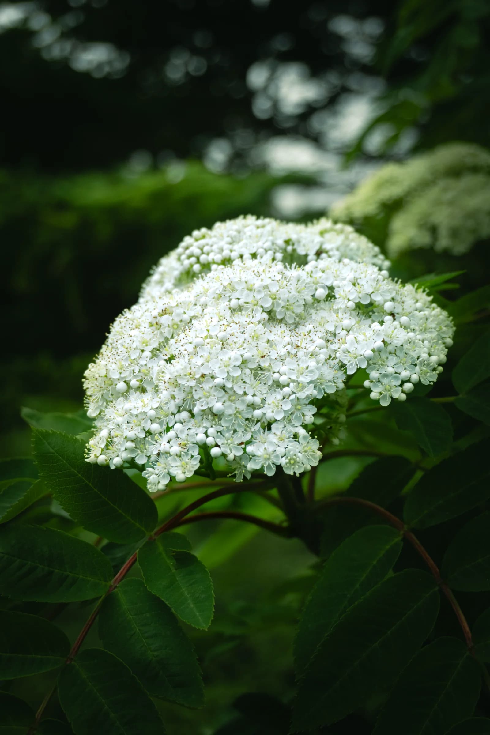 Closeup shot of white flower